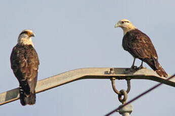 Caracara à tête jaune