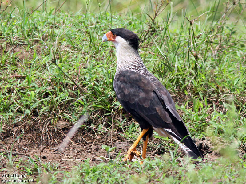 Crested Caracara (cheriway)adult, identification