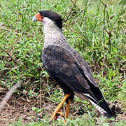 Crested Caracara (cheriway)