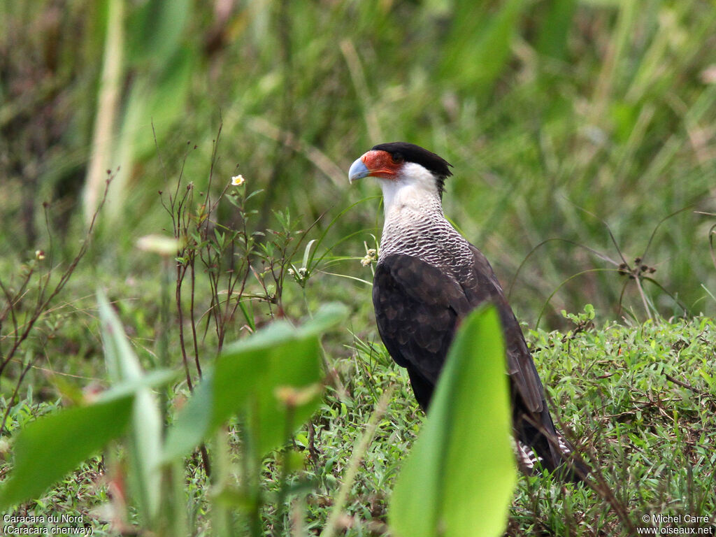 Northern Crested Caracara