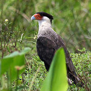 Crested Caracara (cheriway)