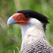 Crested Caracara (cheriway)