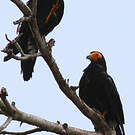 Caracara noir