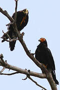 Black Caracara