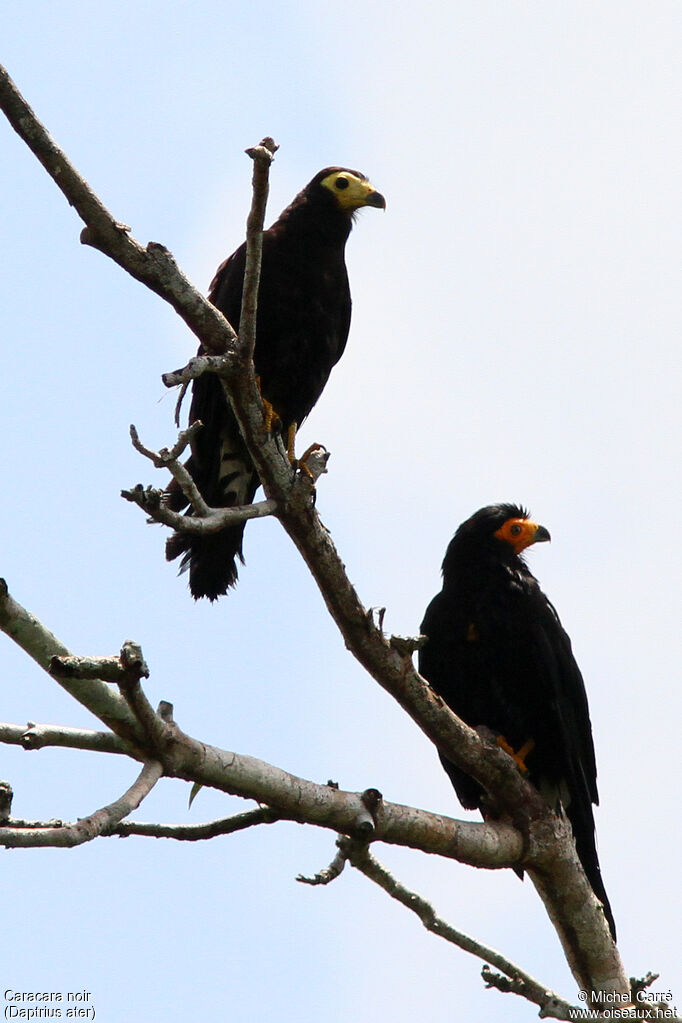 Caracara noir