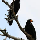 Caracara noir