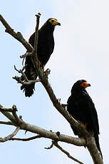 Caracara noir