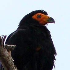 Caracara noir