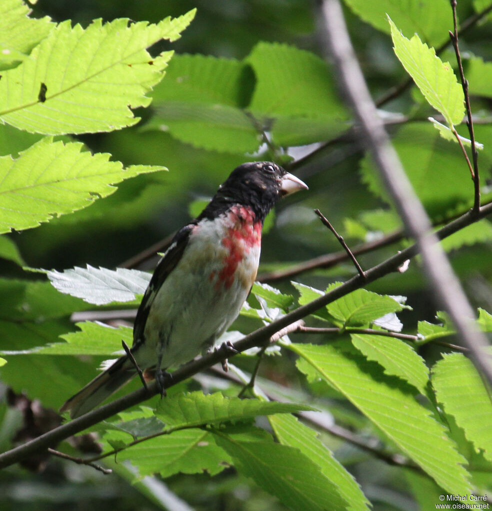 Rose-breasted Grosbeak male adult