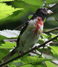 Cardinal à poitrine rose