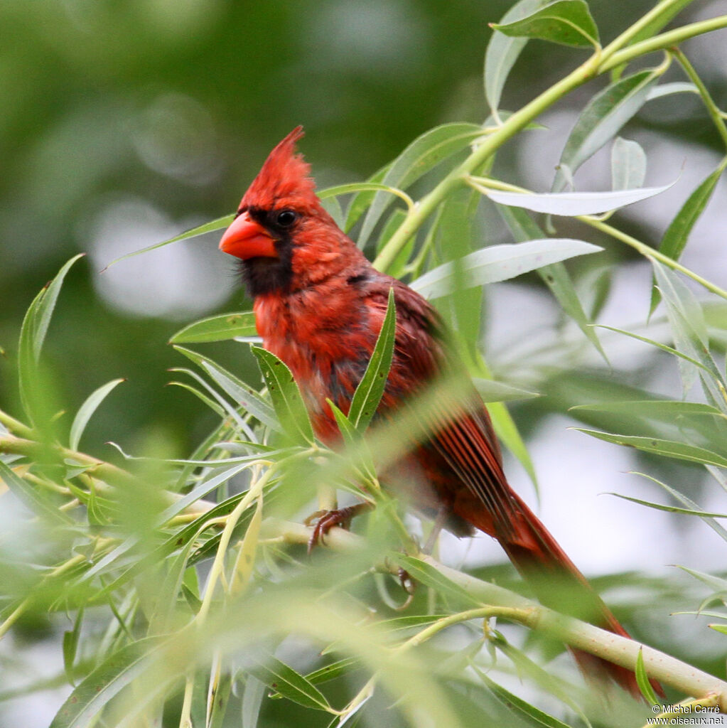 Cardinal rouge mâle adulte