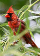 Cardinal rouge