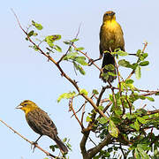 Yellow-hooded Blackbird