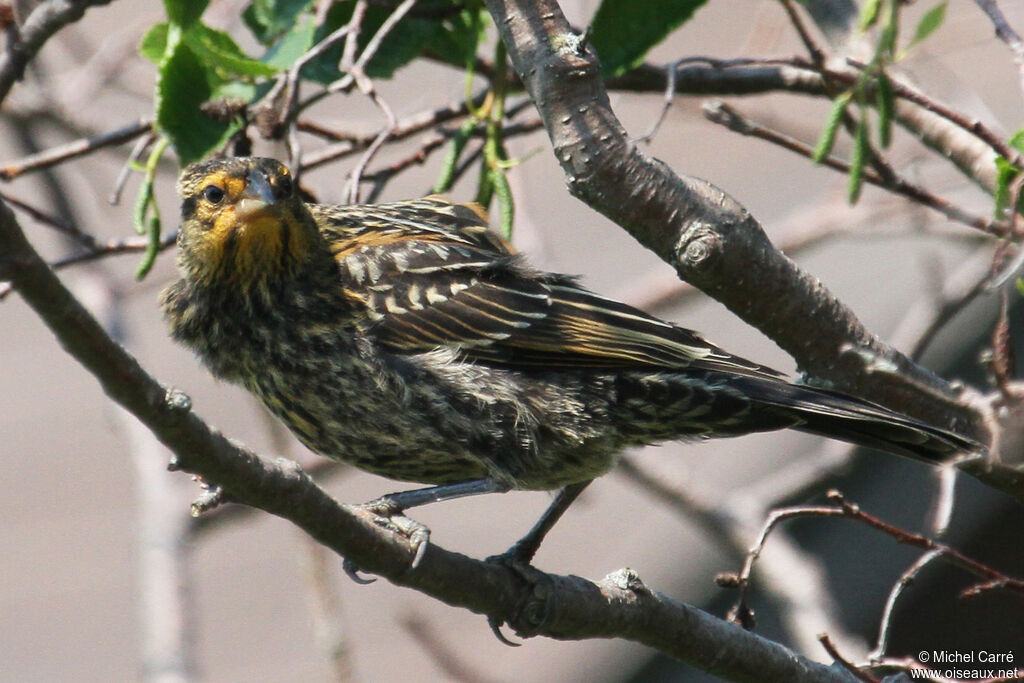 Red-winged Blackbird female adult