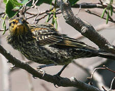 Red-winged Blackbird