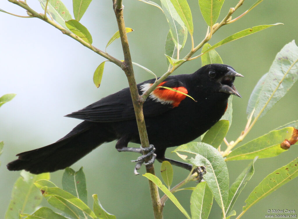 Red-winged Blackbird male adult