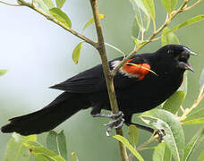 Red-winged Blackbird