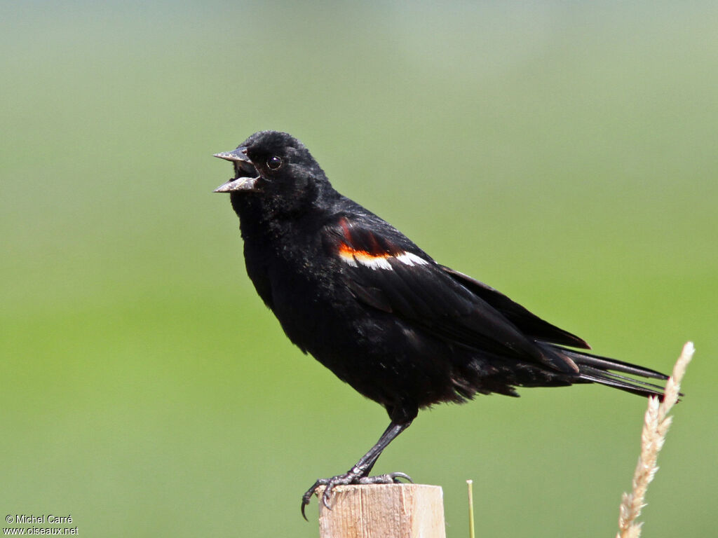 Red-winged Blackbird male adult