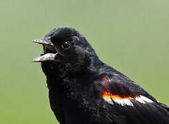 Red-winged Blackbird