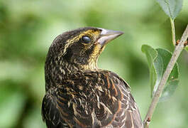 Red-winged Blackbird