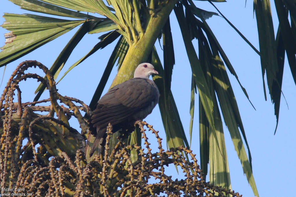 Mountain Imperial Pigeonadult