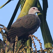 Mountain Imperial Pigeon