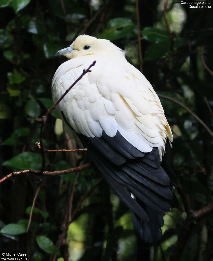 Pied Imperial Pigeon