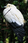 Pied Imperial Pigeon