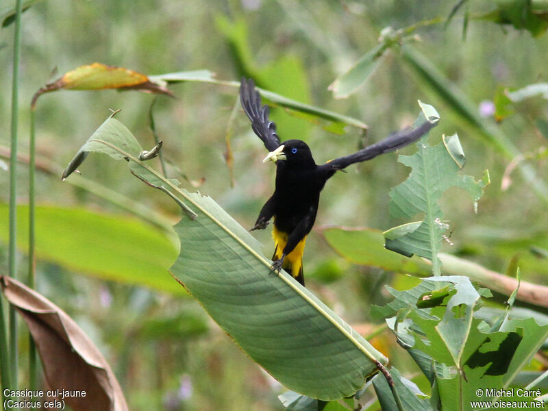 Yellow-rumped Caciqueadult