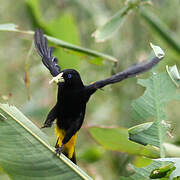 Yellow-rumped Cacique