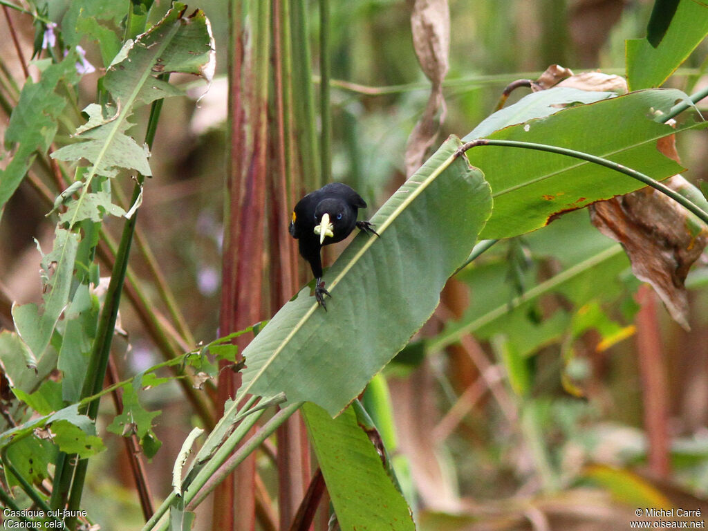 Yellow-rumped Caciqueadult