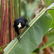 Yellow-rumped Cacique