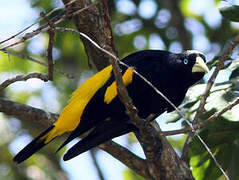 Yellow-rumped Cacique