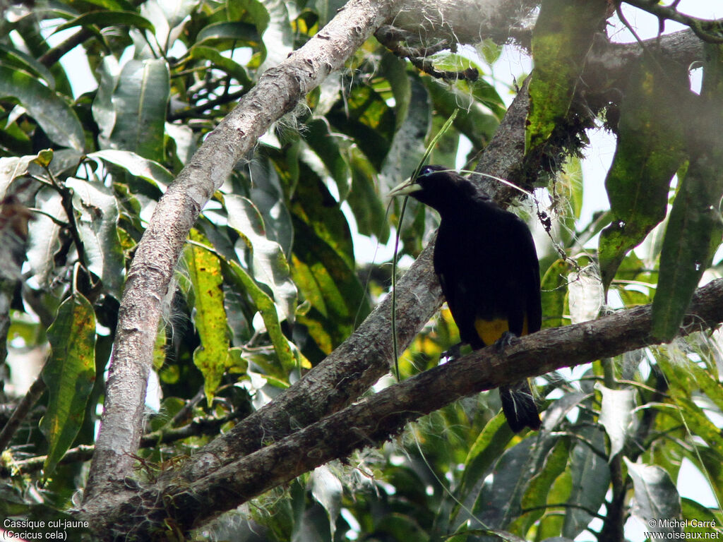 Yellow-rumped Caciqueadult