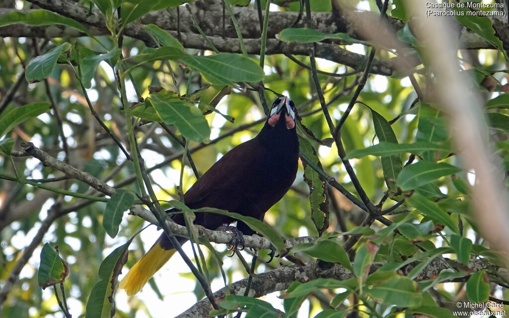 Montezuma Oropendolaadult