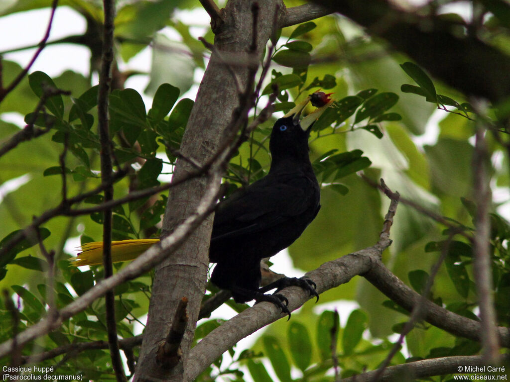 Crested Oropendola