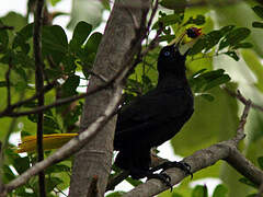 Crested Oropendola