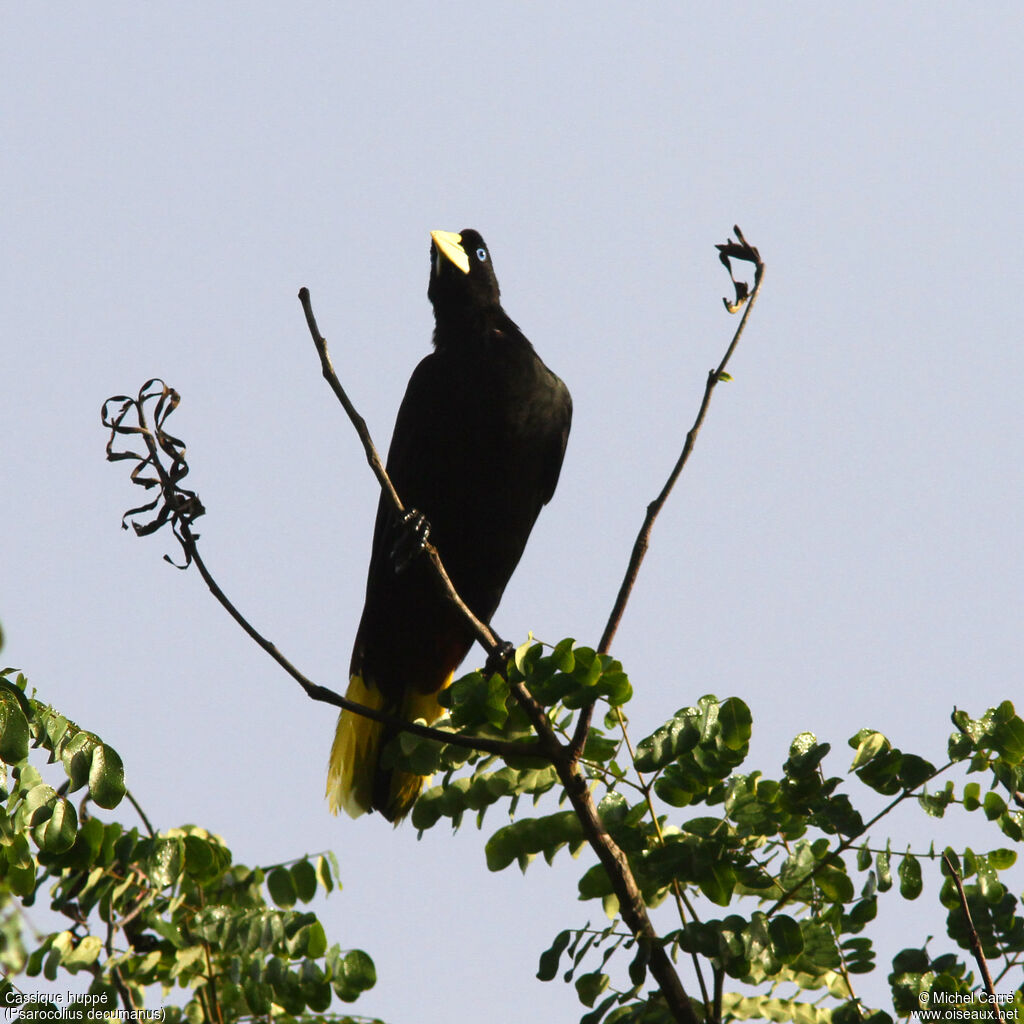 Crested Oropendola