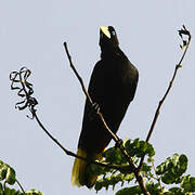 Crested Oropendola