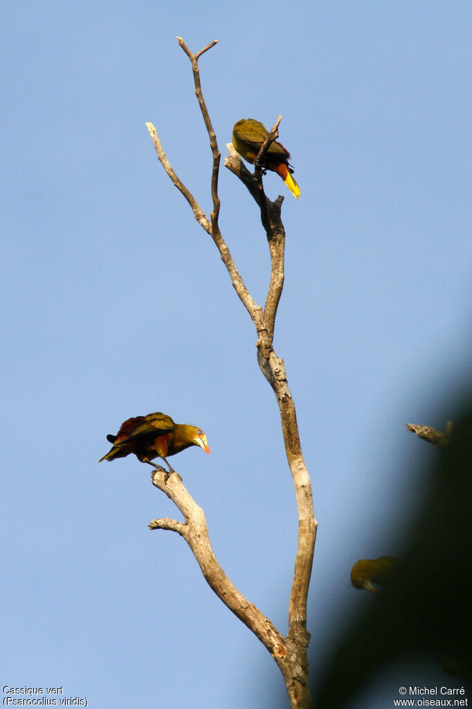 Green Oropendola