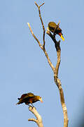 Green Oropendola