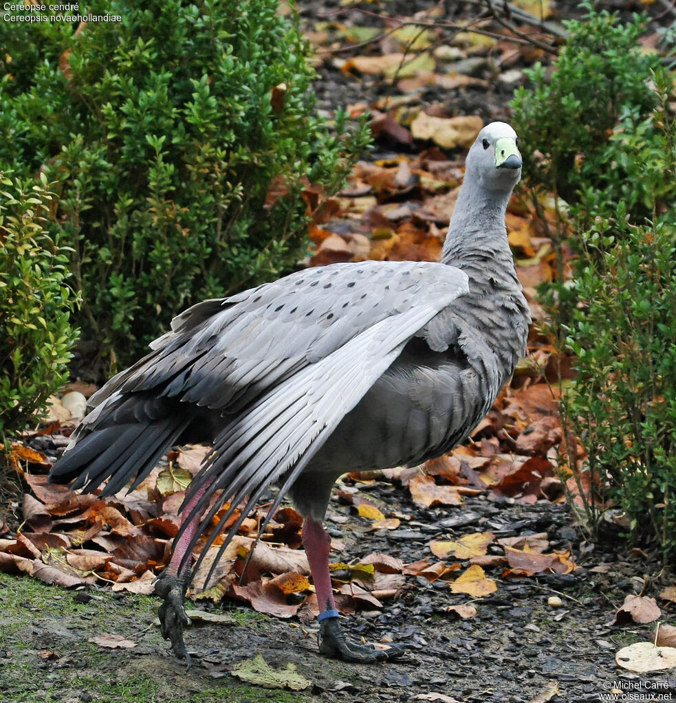 Cape Barren Goose