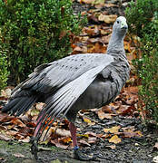 Cape Barren Goose