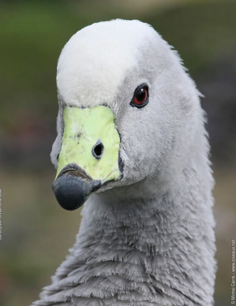 Cape Barren Goose