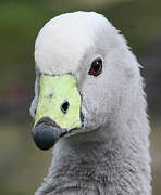 Cape Barren Goose