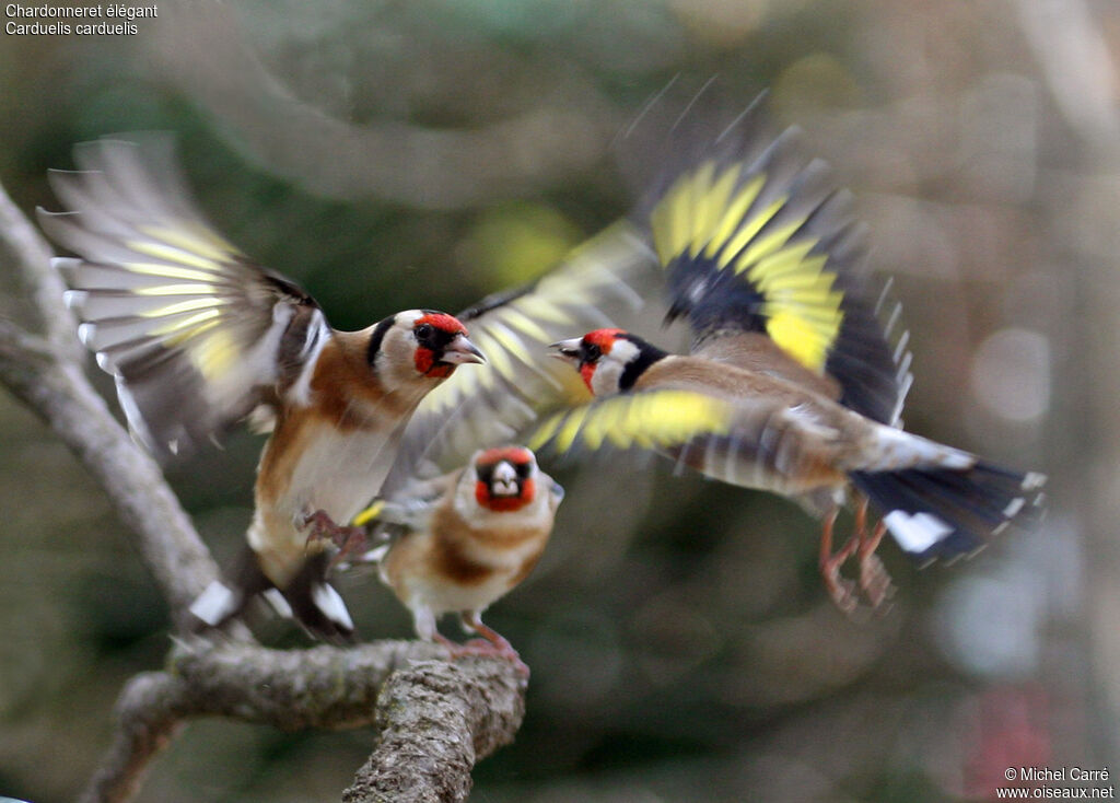 European Goldfinch