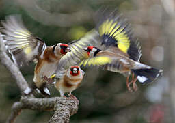 European Goldfinch