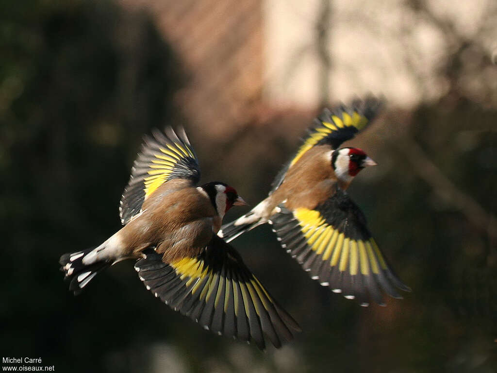 European Goldfinch, Flight