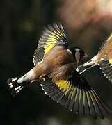 European Goldfinch