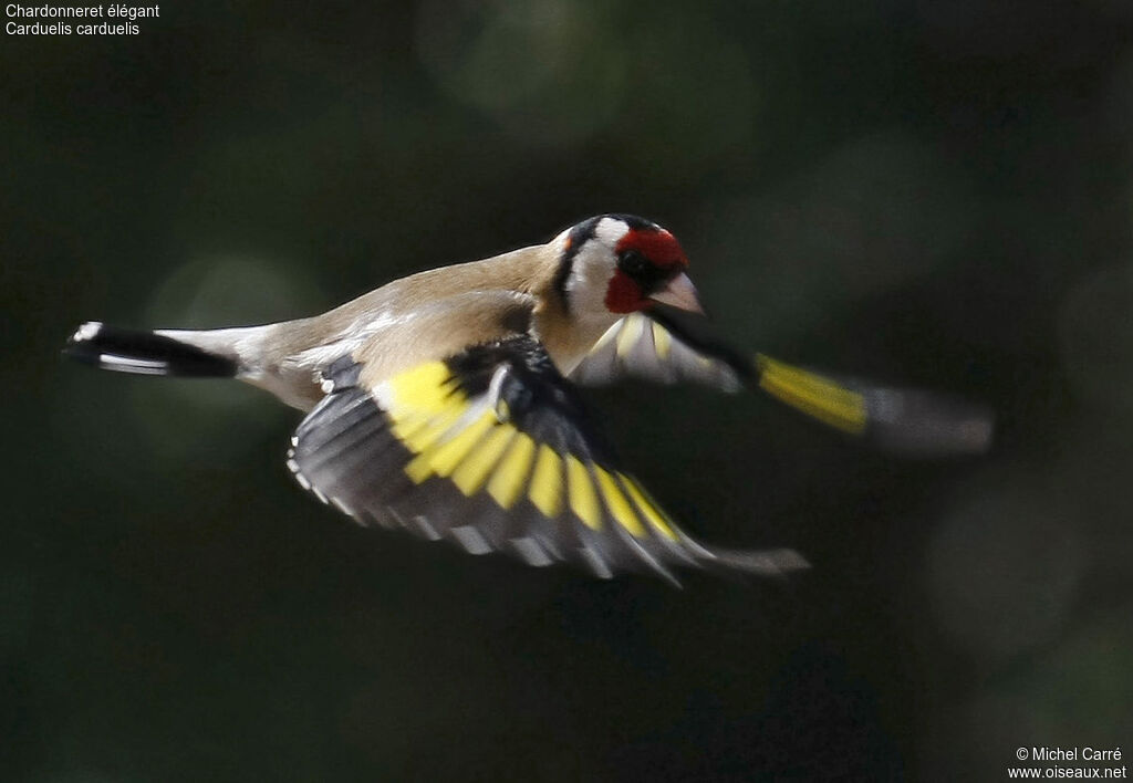 European Goldfinch